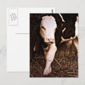 Simmental X Holstein Bull Calf Briefkaart (Voorkant / Achterkant)