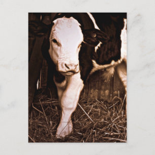 Simmental X Holstein Bull Calf Briefkaart