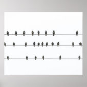 Simple Birds on the Wires Hand-Drawn Illustration Poster (Voorkant)