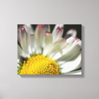 Simple Daisy Canvas Afdruk