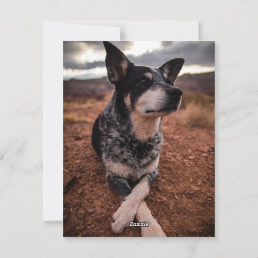 Simple Modern Pine Berry Full Photo Holiday Kaart (Achterkant)