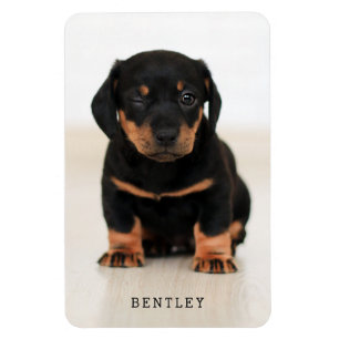 Simple Moderne Full Photo Dog Pet   Zwart Magneet