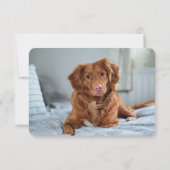 Simple Two Photo Pet Sitter Bedankkaart (Achterkant)