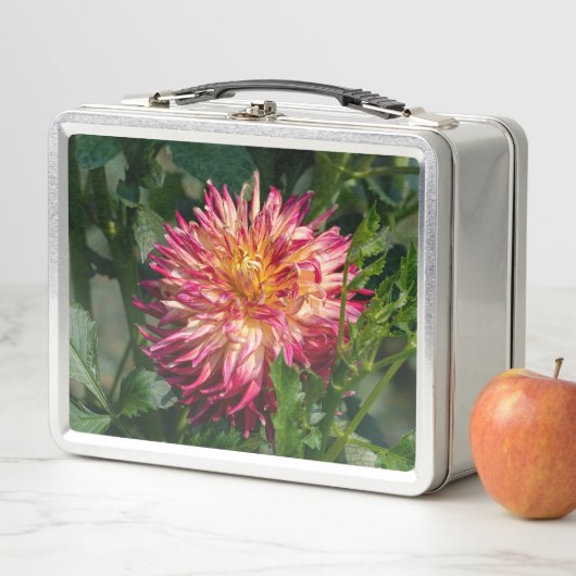Sinaas Chrysanthemum Fotografie, Canadese Schoonhe (In situ)
