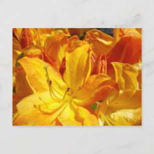 Sinaas Rode Rododendron Bloemen ansichtkaarten Briefkaart