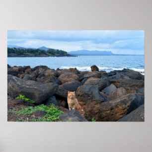 Sinaas Tabby Kat, Kauai, Hawaii Poster