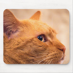 Sinaas Tabby Kat Muismat Gezellige Katafbeelding