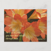 Sinaasappel Amaryllis Briefkaart (Voorkant)