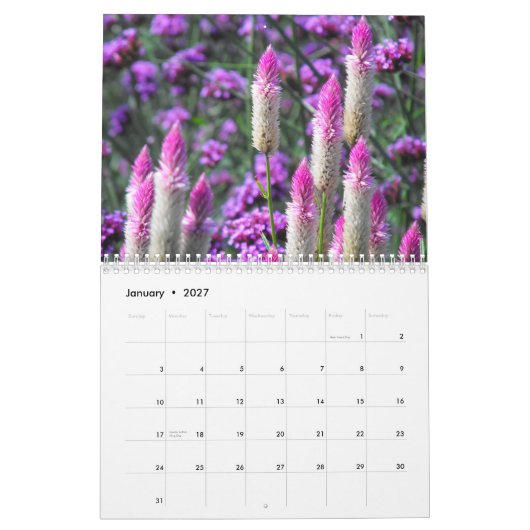 Sinaasappel Amaryllis Kalender (Jan 2027)