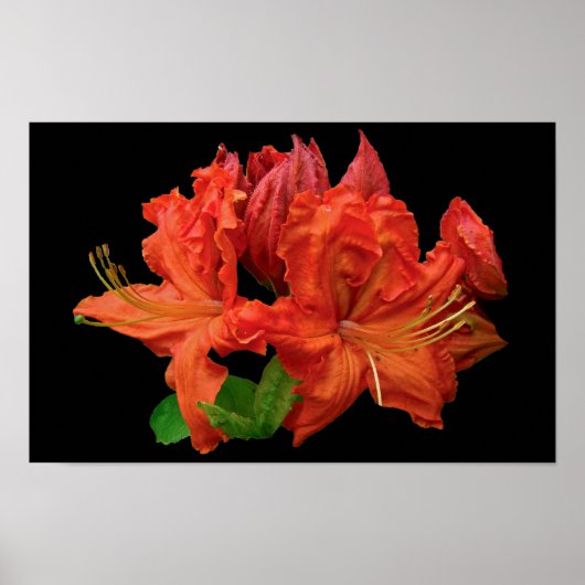 Sinaasappel Azalea Bloesem Poster (Voorkant)