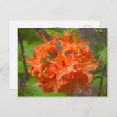Sinaasappel Azalea Struik Floral Briefkaarten (Voorkant / Achterkant)