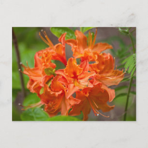 Sinaasappel Azalea Struik Floral Briefkaarten