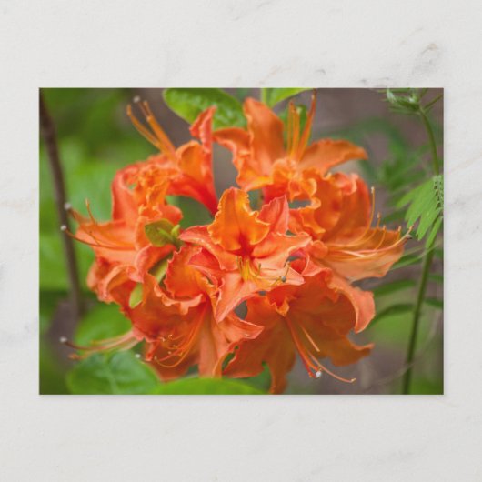 Sinaasappel Azalea Struik Floral Briefkaarten (Voorkant)