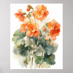 Sinaasappel Begonia Flowers Art Print Poster