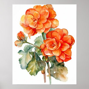 Sinaasappel Begonia Flowers Art Print Poster