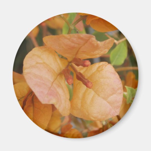 Sinaasappel Bougainvillea Magnet (Voorkant)
