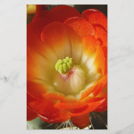 Sinaasappel-cactus-bloem