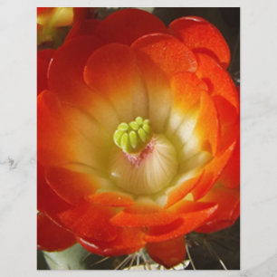 Sinaasappel-cactus-bloem