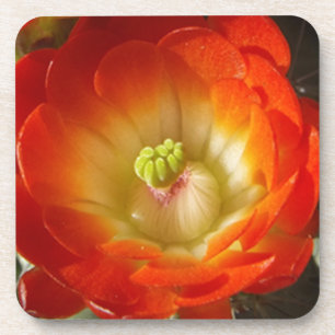 Sinaasappel-cactus-bloem Bier Onderzetter
