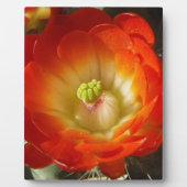 Sinaasappel-cactus-bloem Fotoplaat (Voorkant)