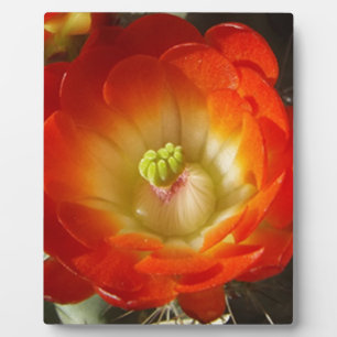 Sinaasappel-cactus-bloem Fotoplaat