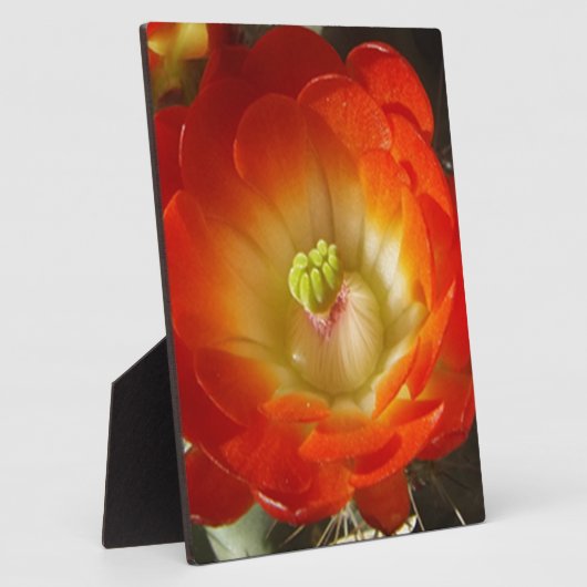 Sinaasappel-cactus-bloem Fotoplaat (Zijkant)