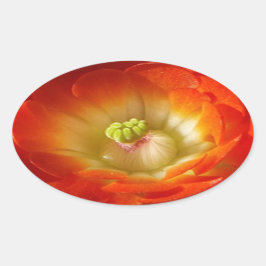 Sinaasappel-cactus-bloem Ovale Sticker
