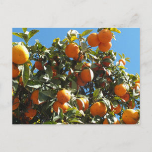 sinaasappel, citrus, fruit, vers, snee, voedsel, r briefkaart
