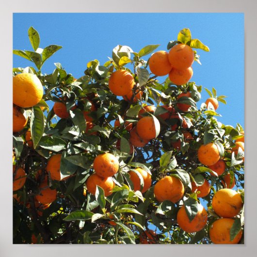 sinaasappel, citrus, fruit, vers, snee, voedsel, r poster (Voorkant)