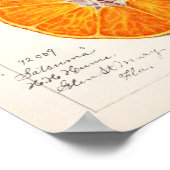 Sinaasappel (Citrus Sinensis) van Amanda Almira Ne Poster (Hoek)