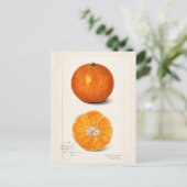Sinaasappel (Citrus Sinensis) Waterverf van fruit Briefkaart (Staand voorkant)