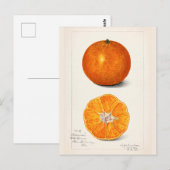 Sinaasappel (Citrus Sinensis) Waterverf van fruit Briefkaart (Voorkant / Achterkant)