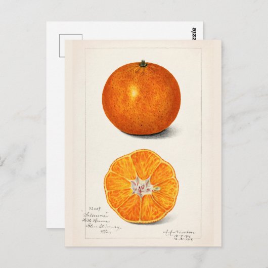 Sinaasappel (Citrus Sinensis) Waterverf van fruit Briefkaart (Voorkant / Achterkant)