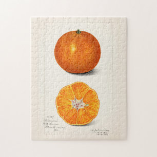 Sinaasappel (Citrus Sinensis) Waterverf van fruit Legpuzzel