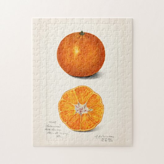 Sinaasappel (Citrus Sinensis) Waterverf van fruit Legpuzzel (Verticaal)