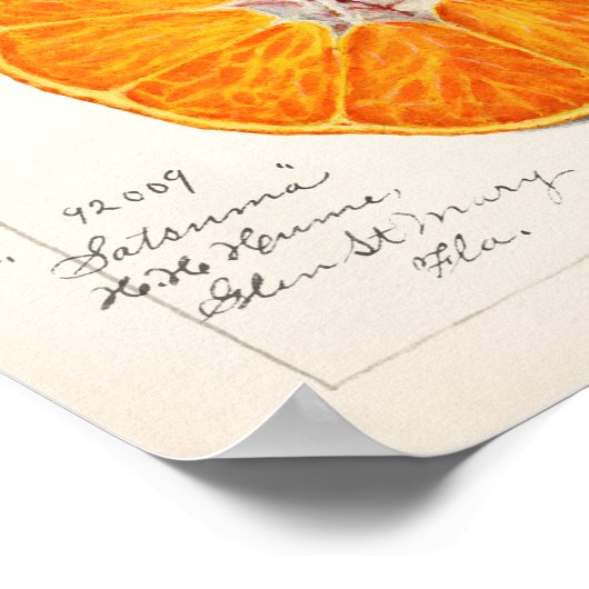 Sinaasappel (Citrus Sinensis) Waterverf van fruit Poster (Hoek)