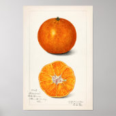 Sinaasappel (Citrus Sinensis) Waterverf van fruit Poster (Voorkant)