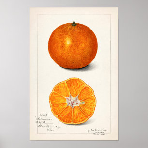 Sinaasappel (Citrus Sinensis) Waterverf van fruit Poster