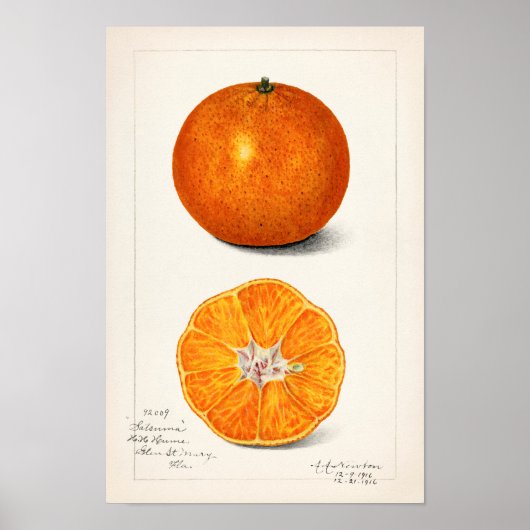 Sinaasappel (Citrus Sinensis) Waterverf van fruit Poster (Voorkant)