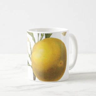 sinaasappel (Citrus sp.) van de Mok van Redouté Co