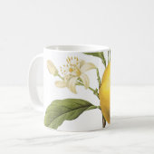 sinaasappel (Citrus sp.) van de Mok van Redouté Co (Voorkant links)