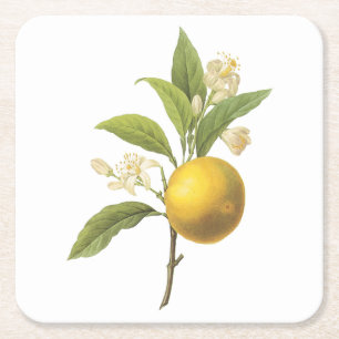 sinaasappel (Citrus sp.) van Redouté Kartonnen Onderzetters