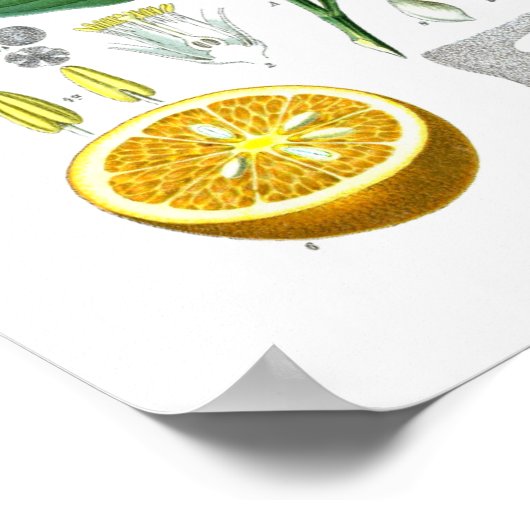 Sinaasappel citrusvruchten Botanische afdruk nr. 1 Poster (Hoek)