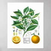 Sinaasappel citrusvruchten Botanische afdruk nr. 1 Poster (Voorkant)
