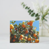 sinaasappel, citrusvruchten, vers, slice, voedsel, briefkaart (Staand voorkant)