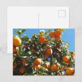 sinaasappel, citrusvruchten, vers, slice, voedsel, briefkaart (Voorkant / Achterkant)