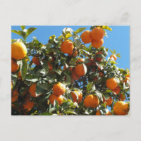 sinaasappel, citrusvruchten, vers, slice, voedsel,