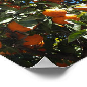 sinaasappel, citrusvruchten, vers, slice, voedsel, poster (Hoek)