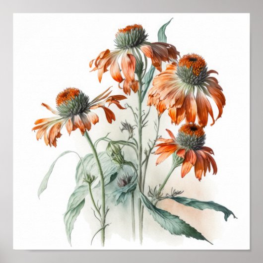 Sinaasappel Coneflowers Art Print Poster (Voorkant)