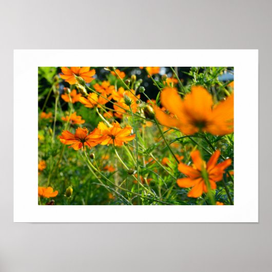 Sinaasappel Cosmos Bloemen: Japan Poster (Voorkant)